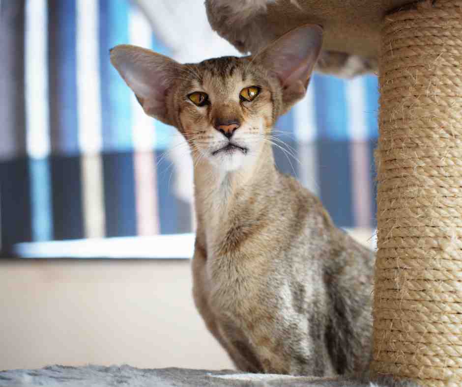 Expert SEO for Pet Businesses 8 cat breeder home featuring an oriental cat