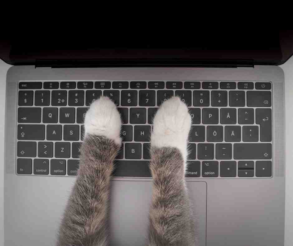 Expert SEO for Pet Businesses 10 cat working on a computer keyboard