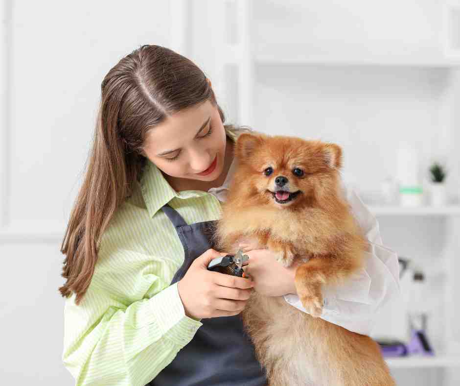 Expert SEO for Pet Businesses 6 dog groomer grooming a dog