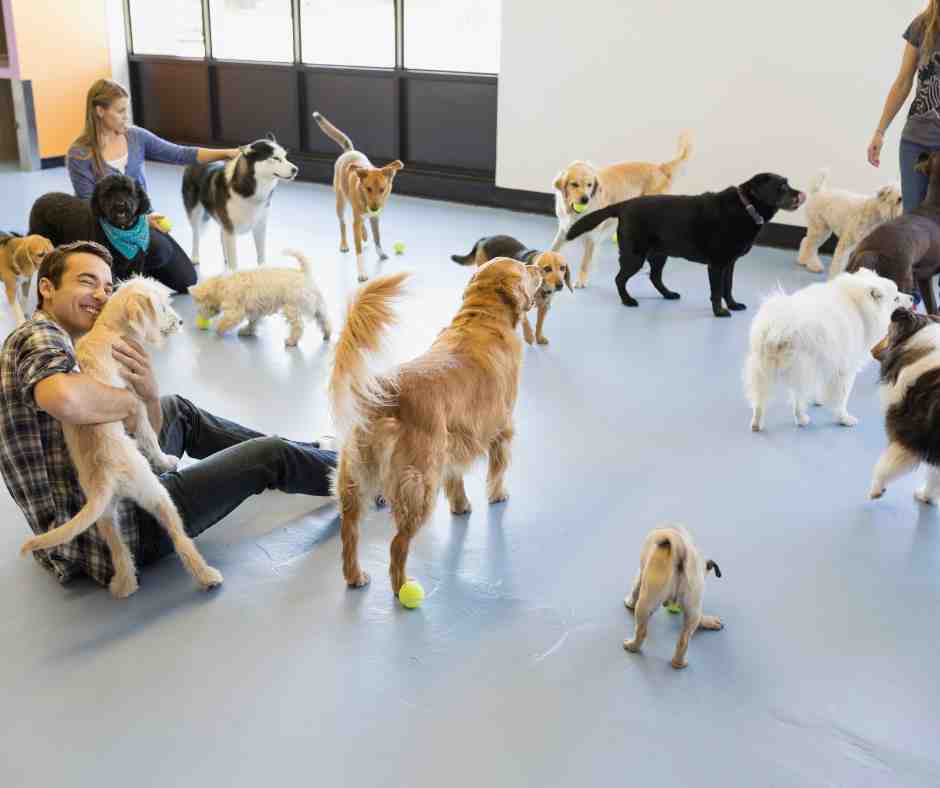 Expert SEO for Pet Businesses 7 a group of different dogs playing in a doggie daycare center