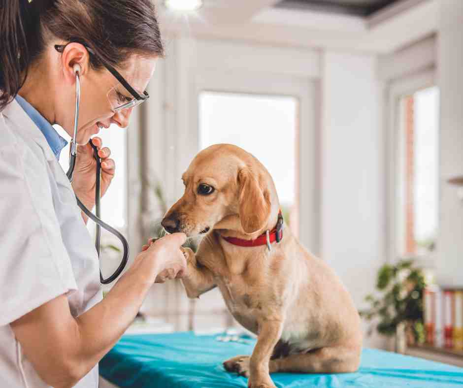 Expert SEO for Pet Businesses 4 veterinarian examining a dog